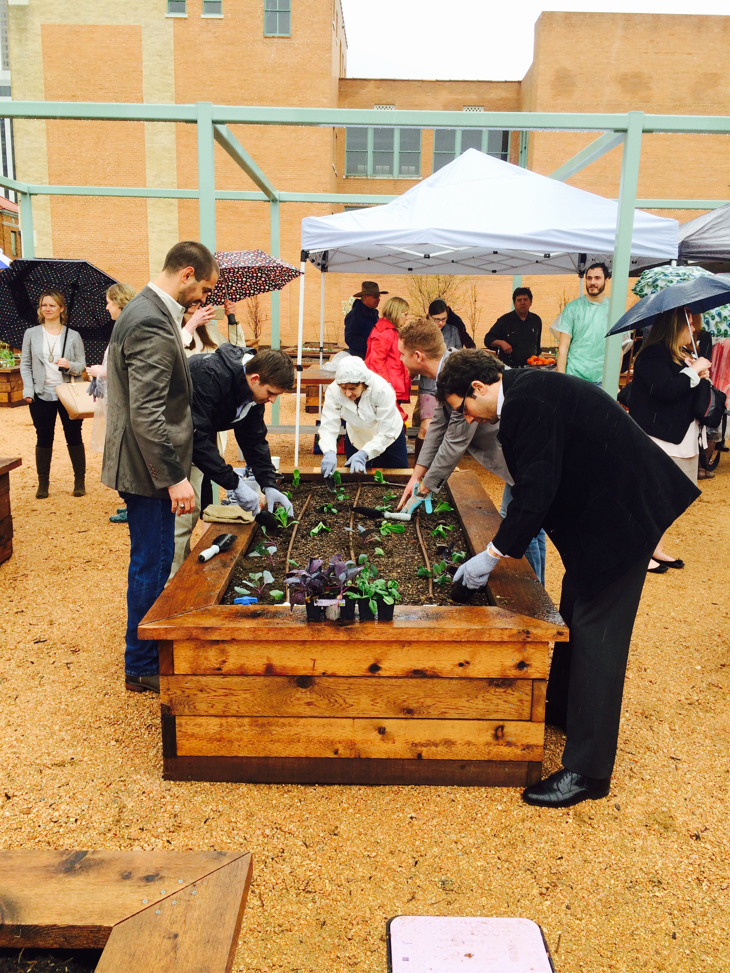 The Young Guns planting