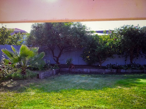 Lawn_After_Claremont_Perth.jpg