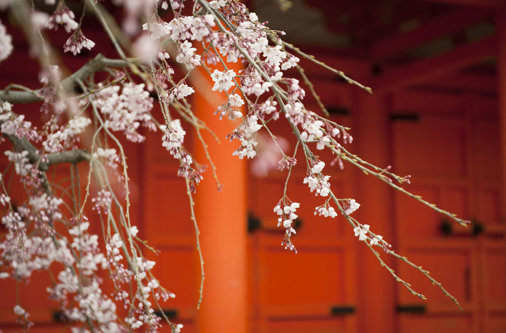 Jamie Lowe Photography Cherry Blossom Nara Japan.jpg