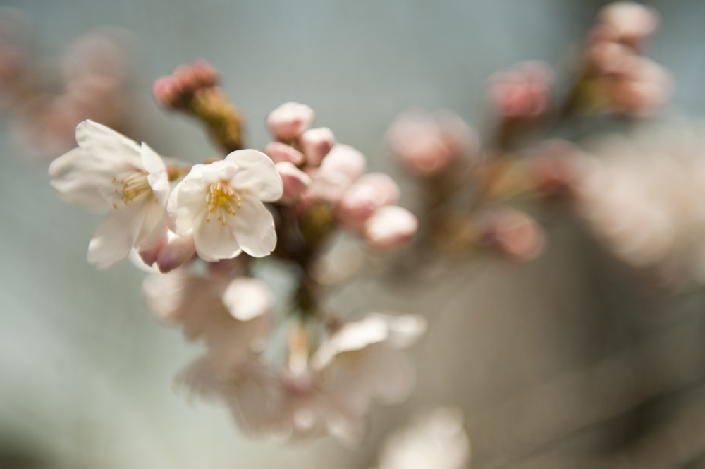 Jamie Lowe Photography Cherry Blossom Kyoto Japan_2.jpg