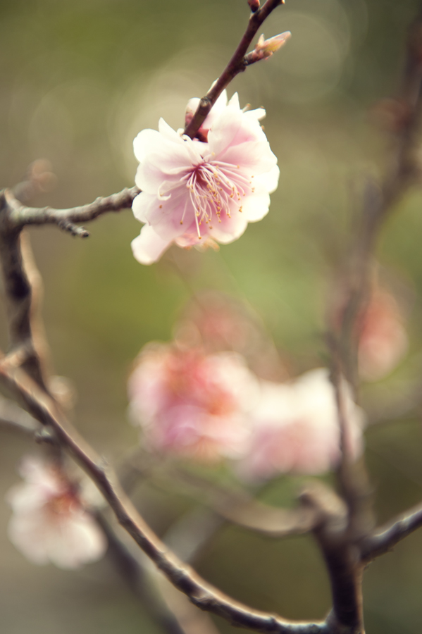 Jamie Lowe Photography Cherry Blossom Japan.jpg
