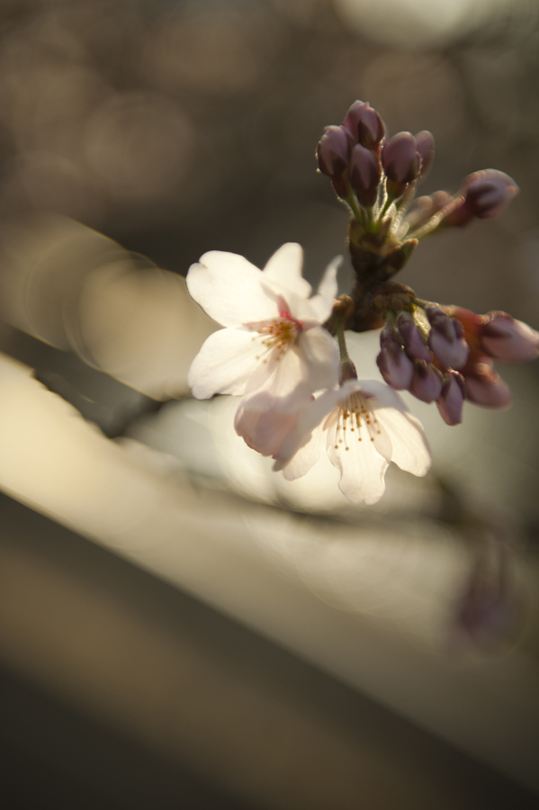 Jamie Lowe Photography Cherry Blossom Kyoto Japan.jpg