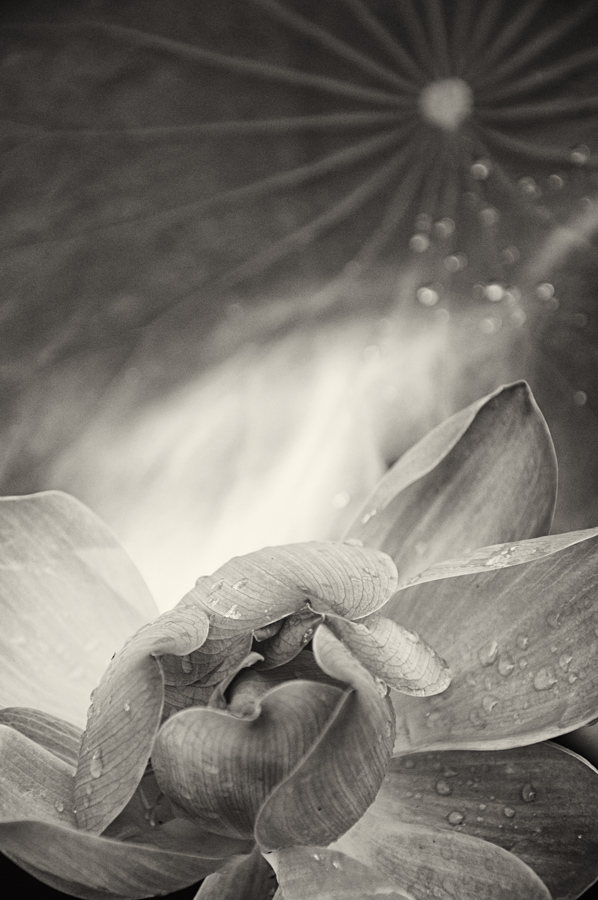Jamie Lowe Photography Lotus Bali.jpg