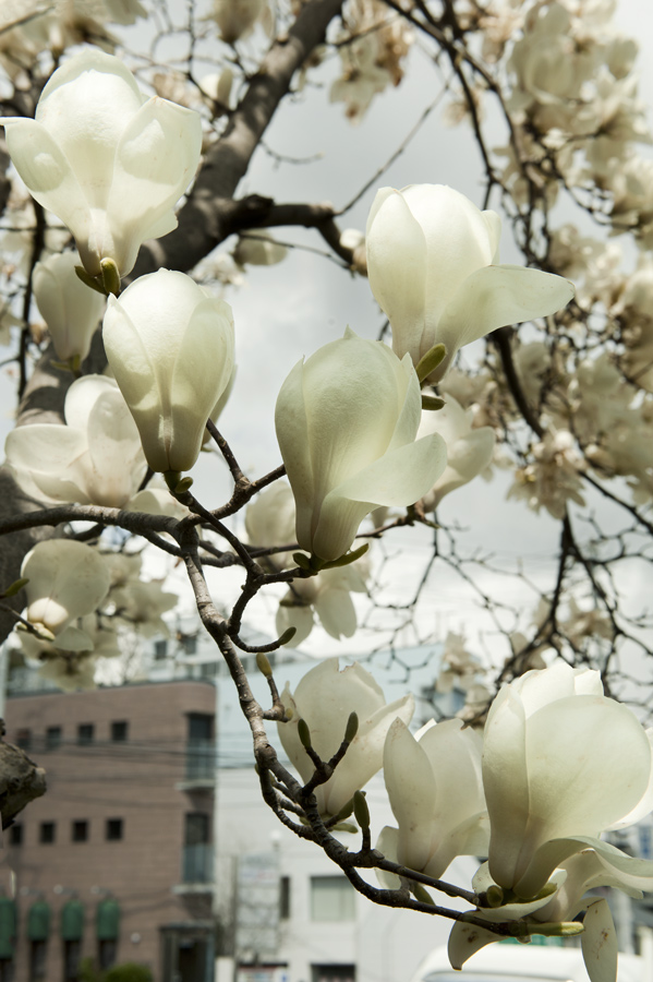 Jamie Lowe Photography Magnolia Blossom Kobe Japan.jpg