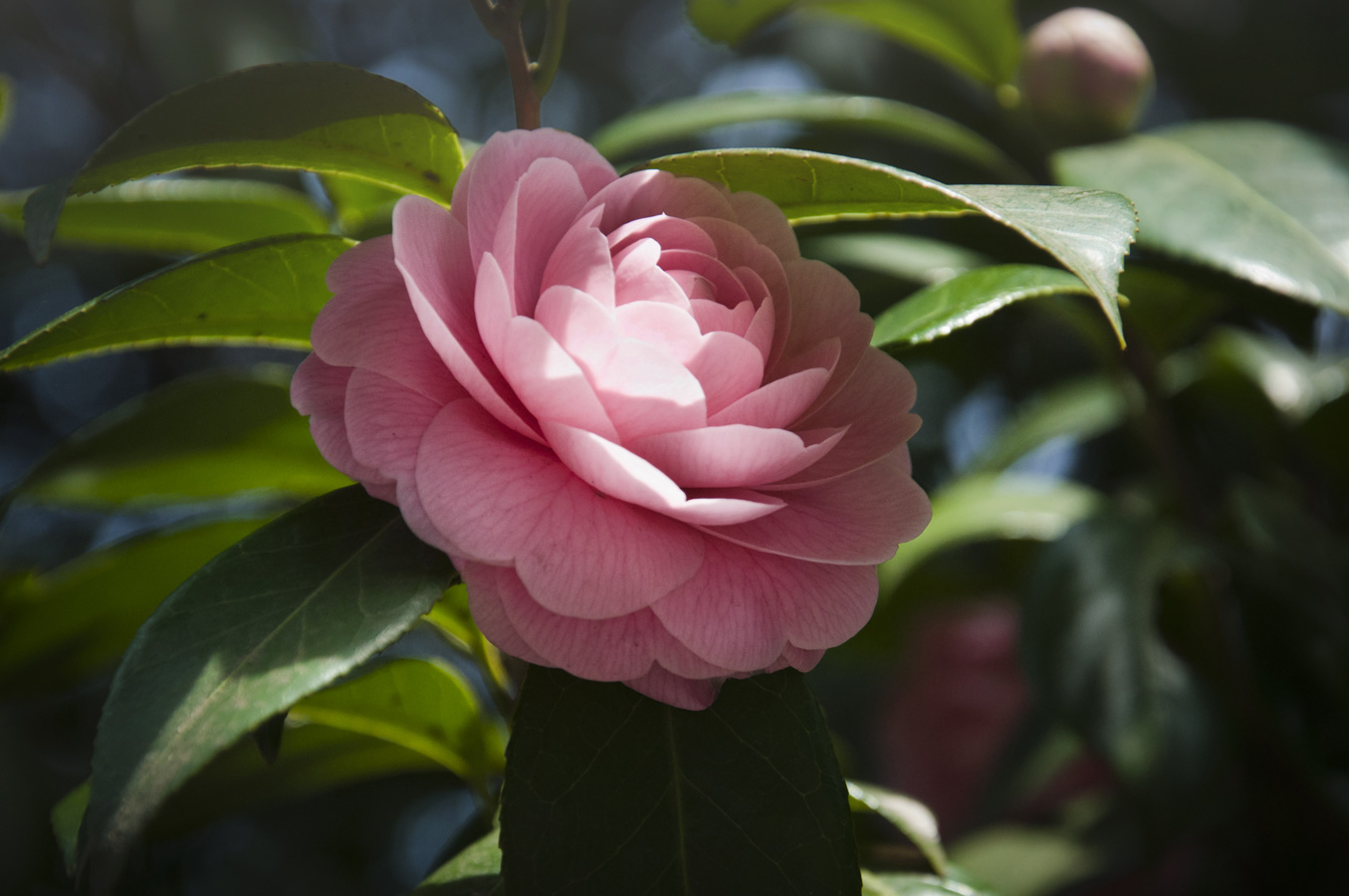 Jamie Lowe Photography Peony Flower Tokyo Japan.jpg