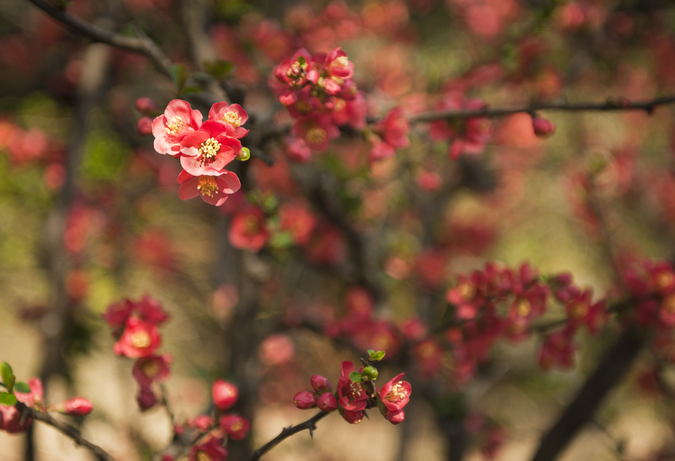 Jamie Lowe Photography Quince Blossom Tokyo Japan.jpg