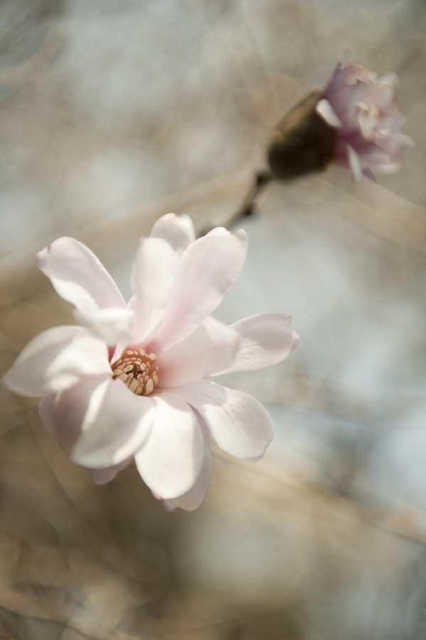 Jamie Lowe Photography Spring Blossom Japan.jpg