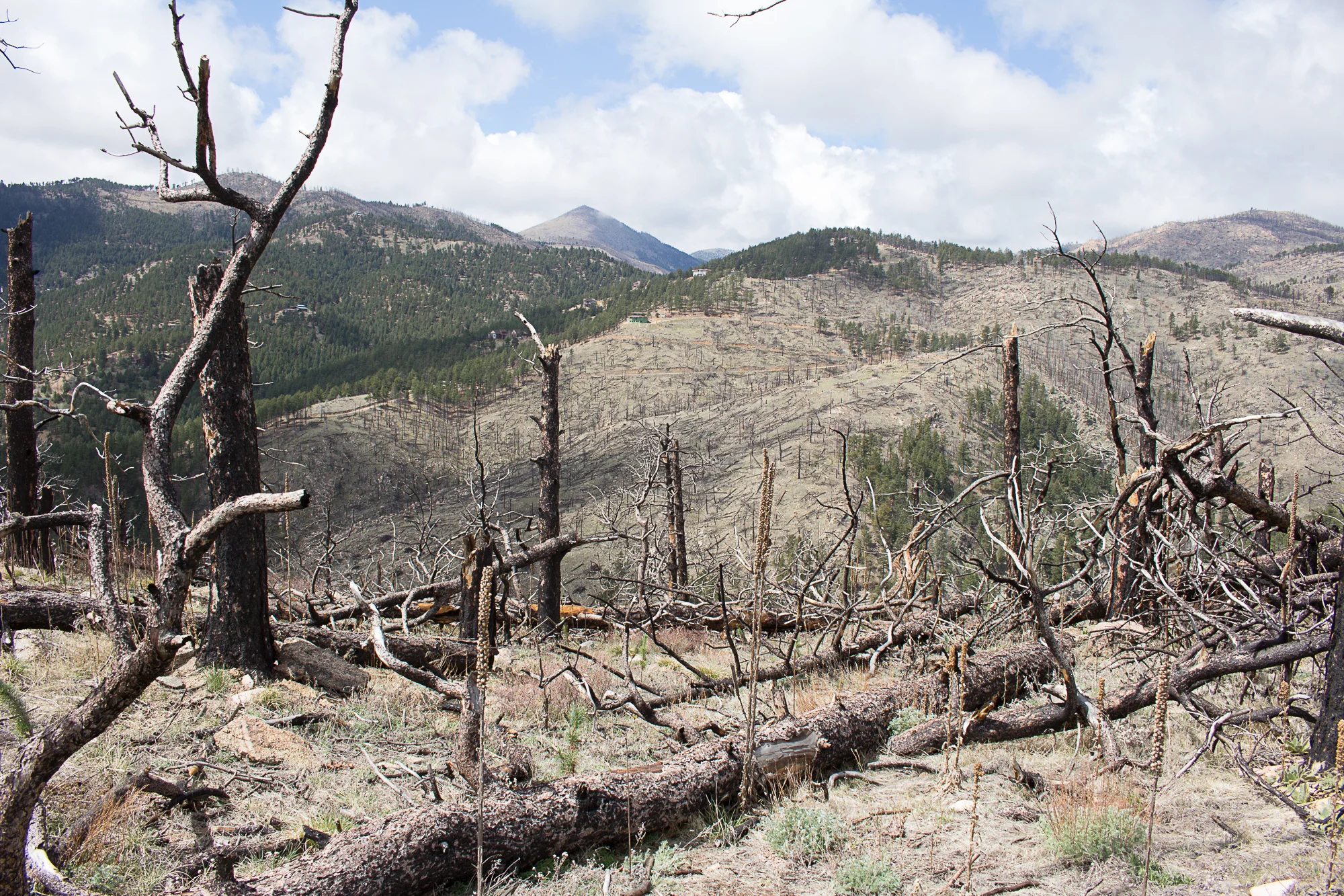 Deforestation Colorado 2.jpg
