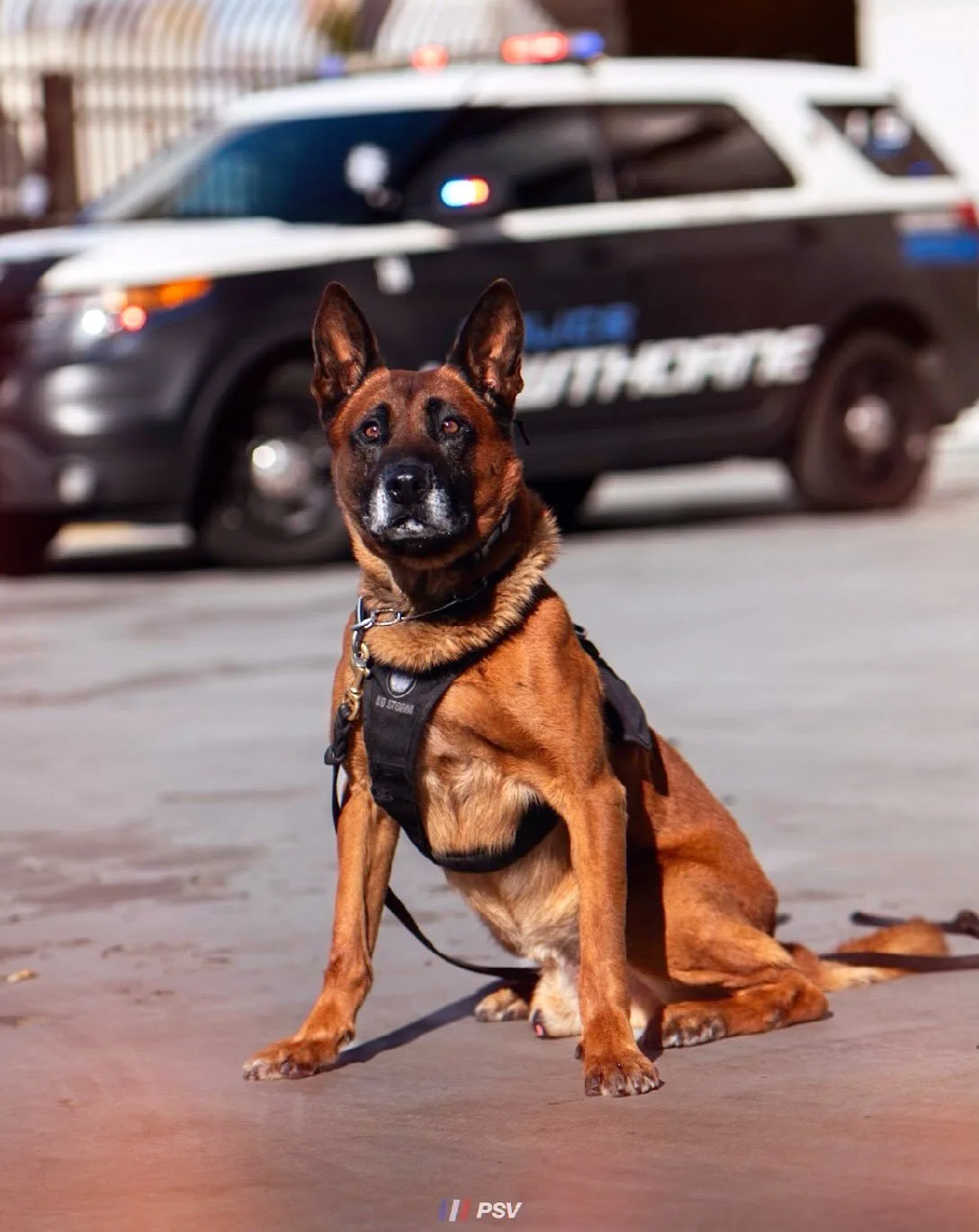 Happy National Dog Day to our furry partners! 🐶🐕K9&rsquo;s: Loki, Kai, Dogg, Thyme, Mattis, Hannibal and Cali #k9 #policek9 #nationaldogday #dogsofinstagram #dog