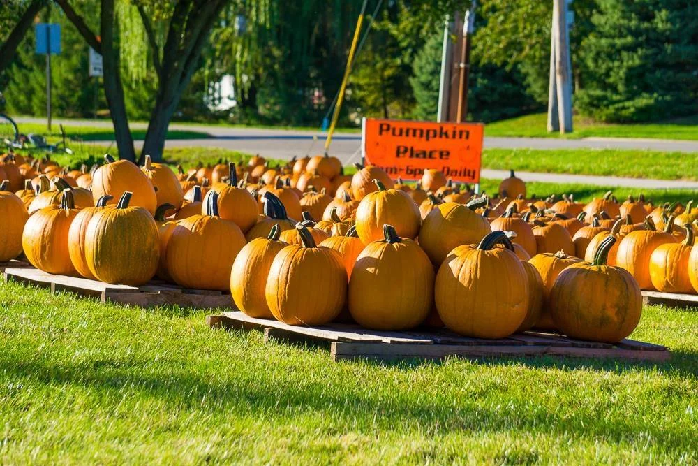 pumpkin.jpg