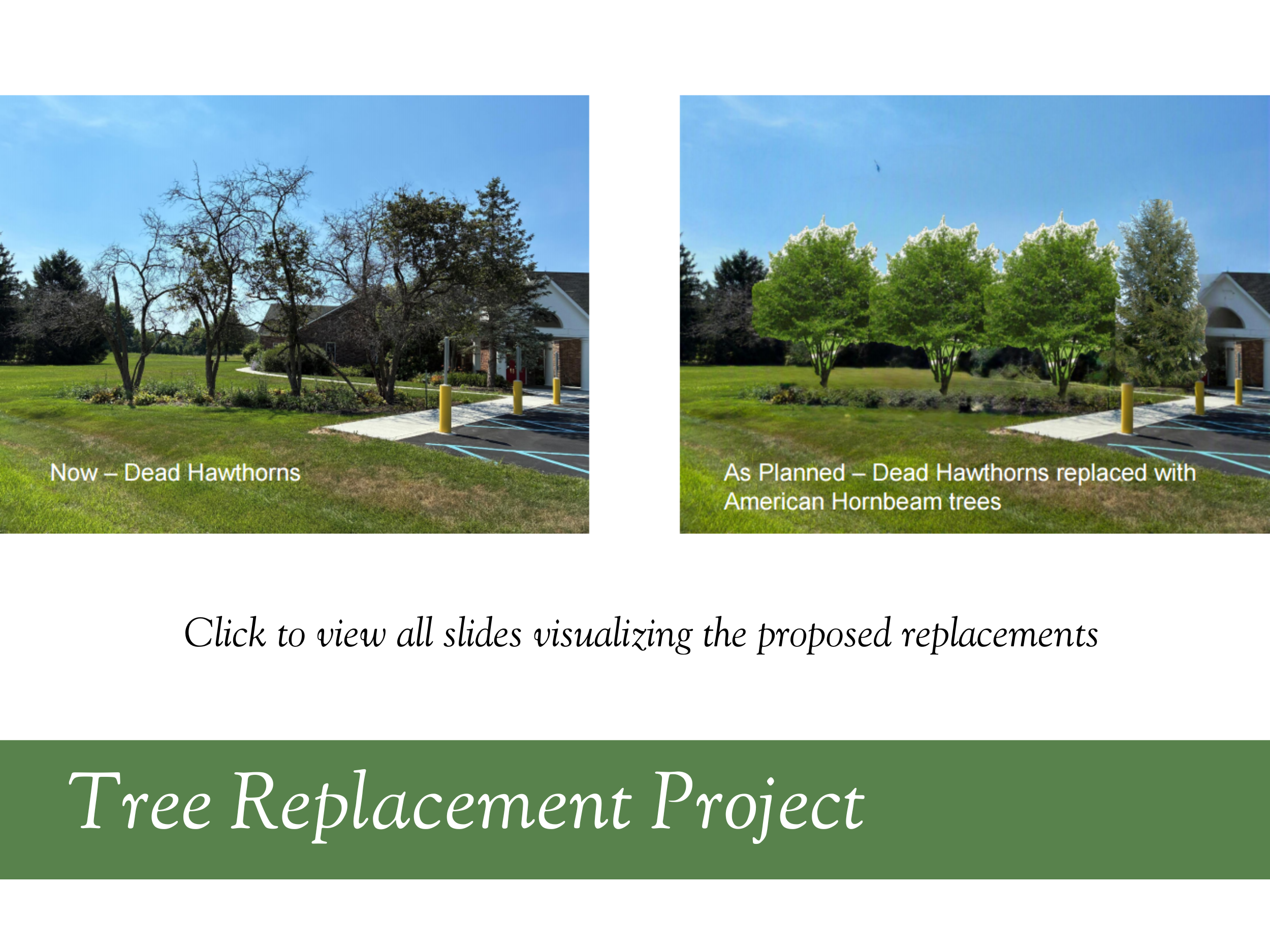 proposed tree changes website carousel.png