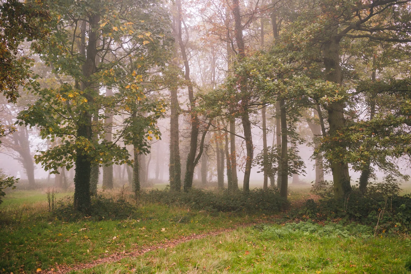 Fog descends on the lowlands of the Malverns, near Three Counties Showground