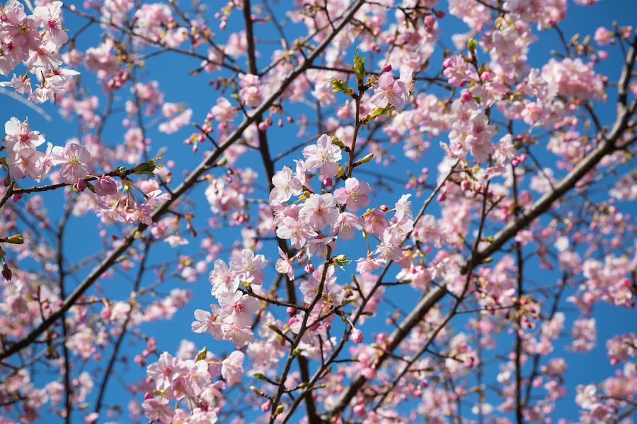 The cherry blossom blooms in Tokyo on the day after setsubun , which I thought was rather apt! It is hard to ignore the beauty of the spring blossom, and this particular image of mine has just received 12,464 views on Flickr as I type !