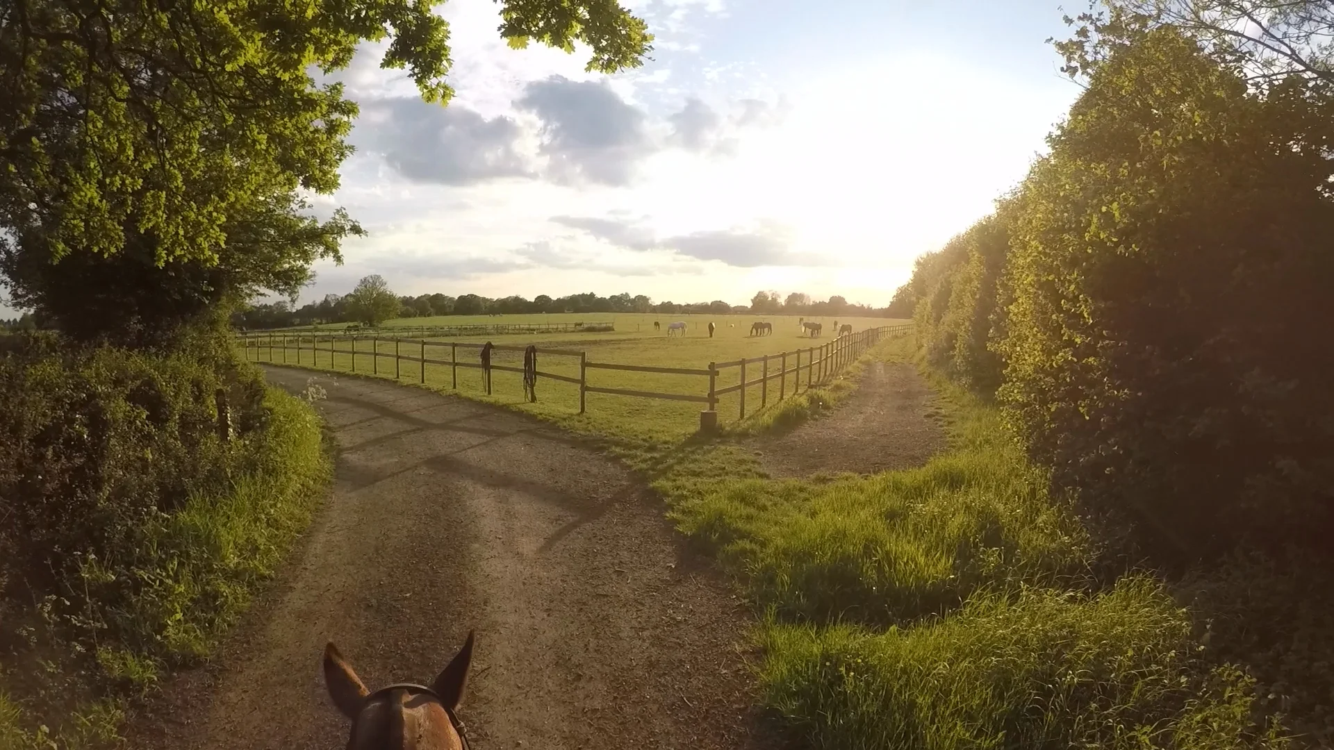 A lovely and relaxed hack as the sun sets whilst Anita and me head back to the pony lines 😍
