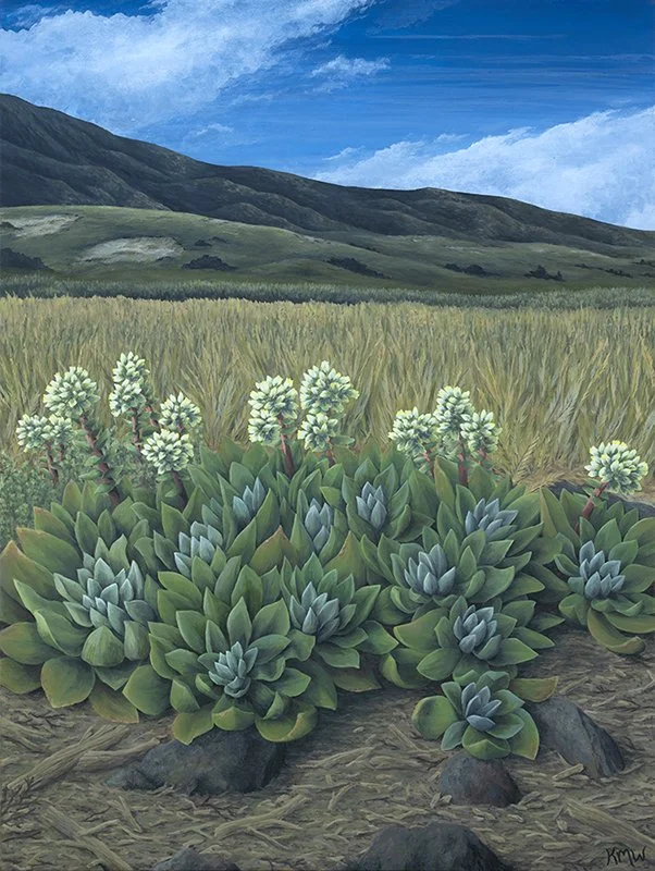 Santa Cruz Island landscaping featuring grassy fields, dark green mountains, and green native succulents with white and yellow blossums.