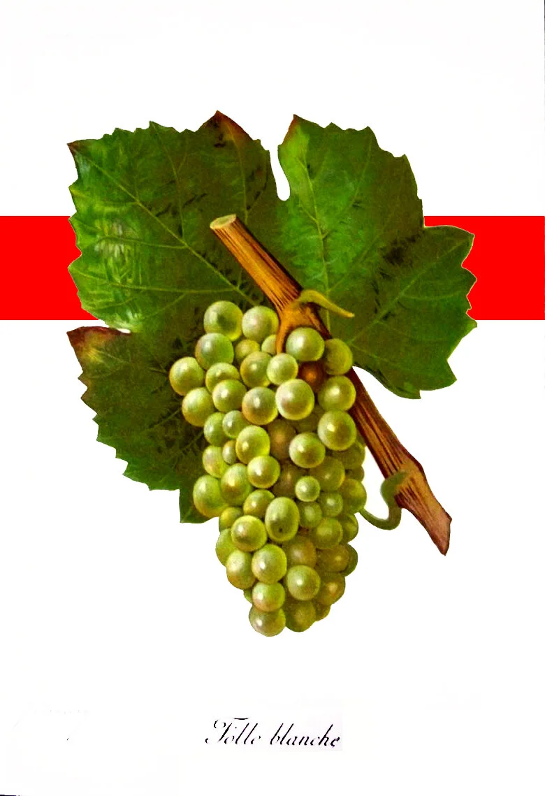 FOLLE+BLANCHE1.jpg