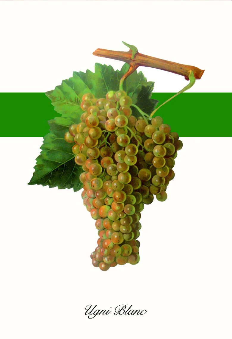 Ugni+Blanc2.jpg