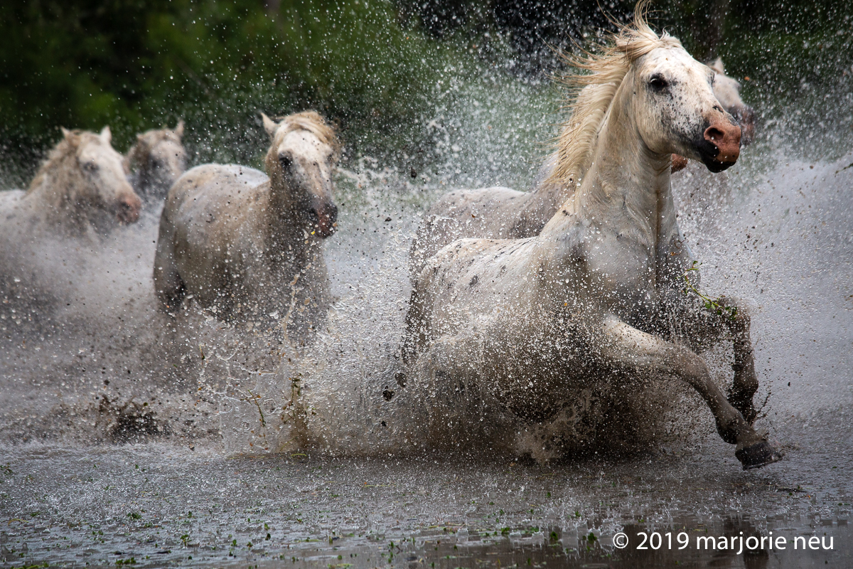 20190702_horses-244.jpg