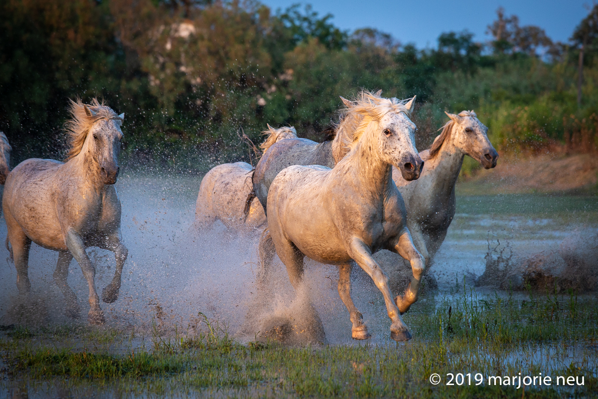 20190701_horses-392.jpg