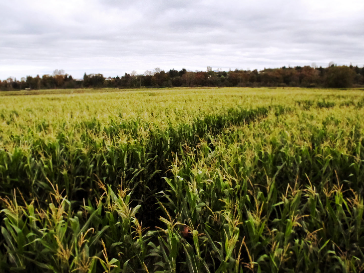 Corn Maze