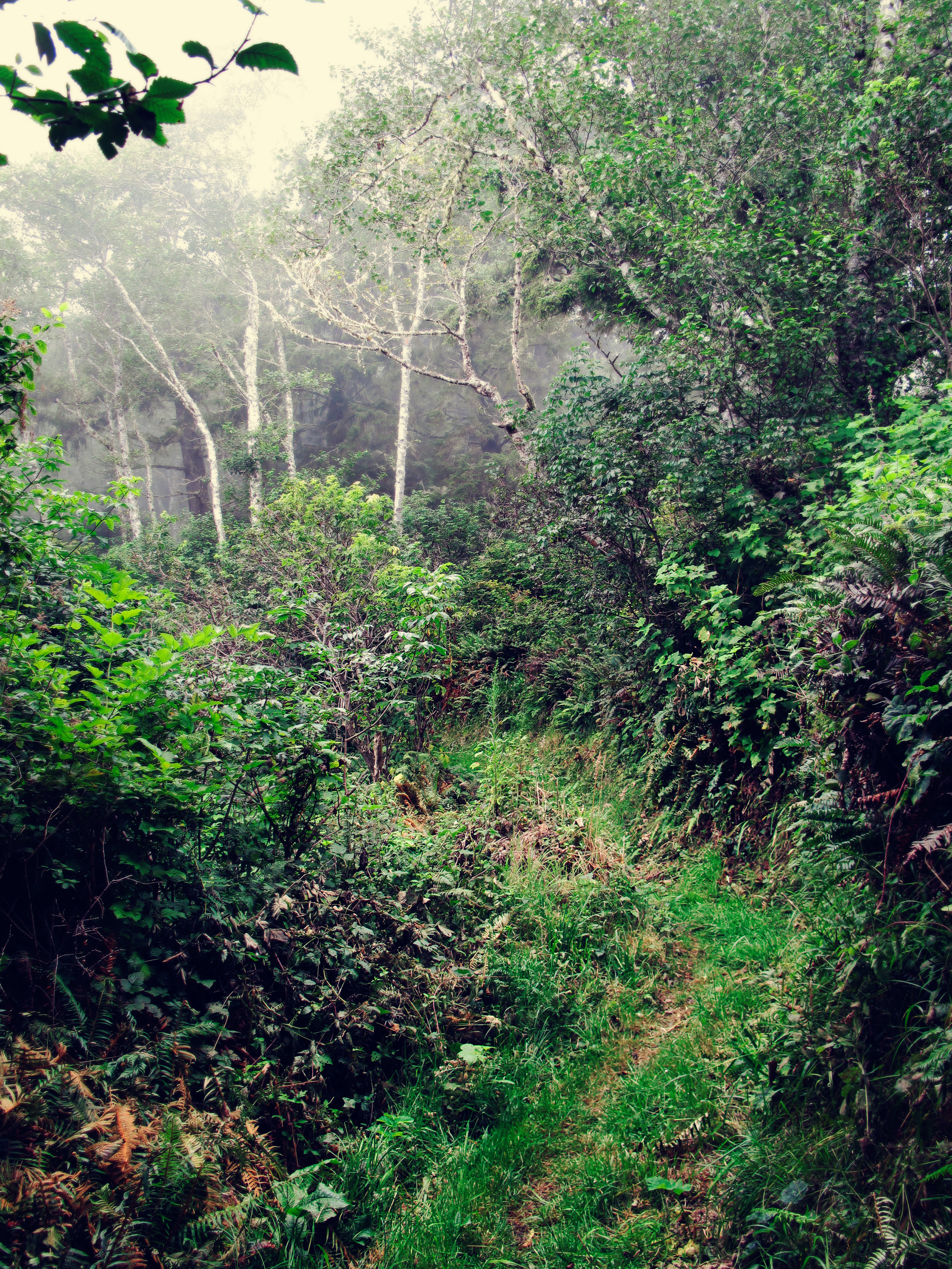 Wooded Path