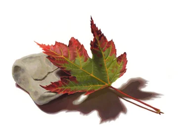Leaf Meets Rock