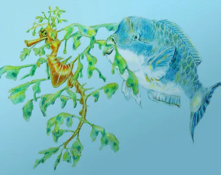Leafy Seadragon and Parrotfish