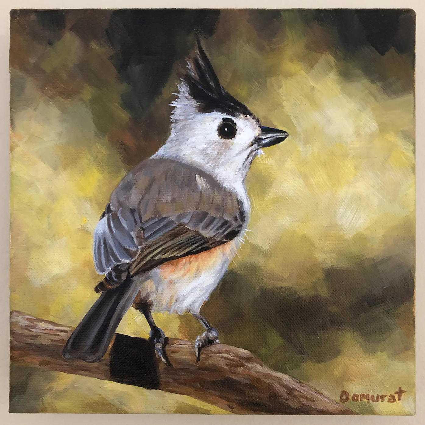 Oak Titmouse