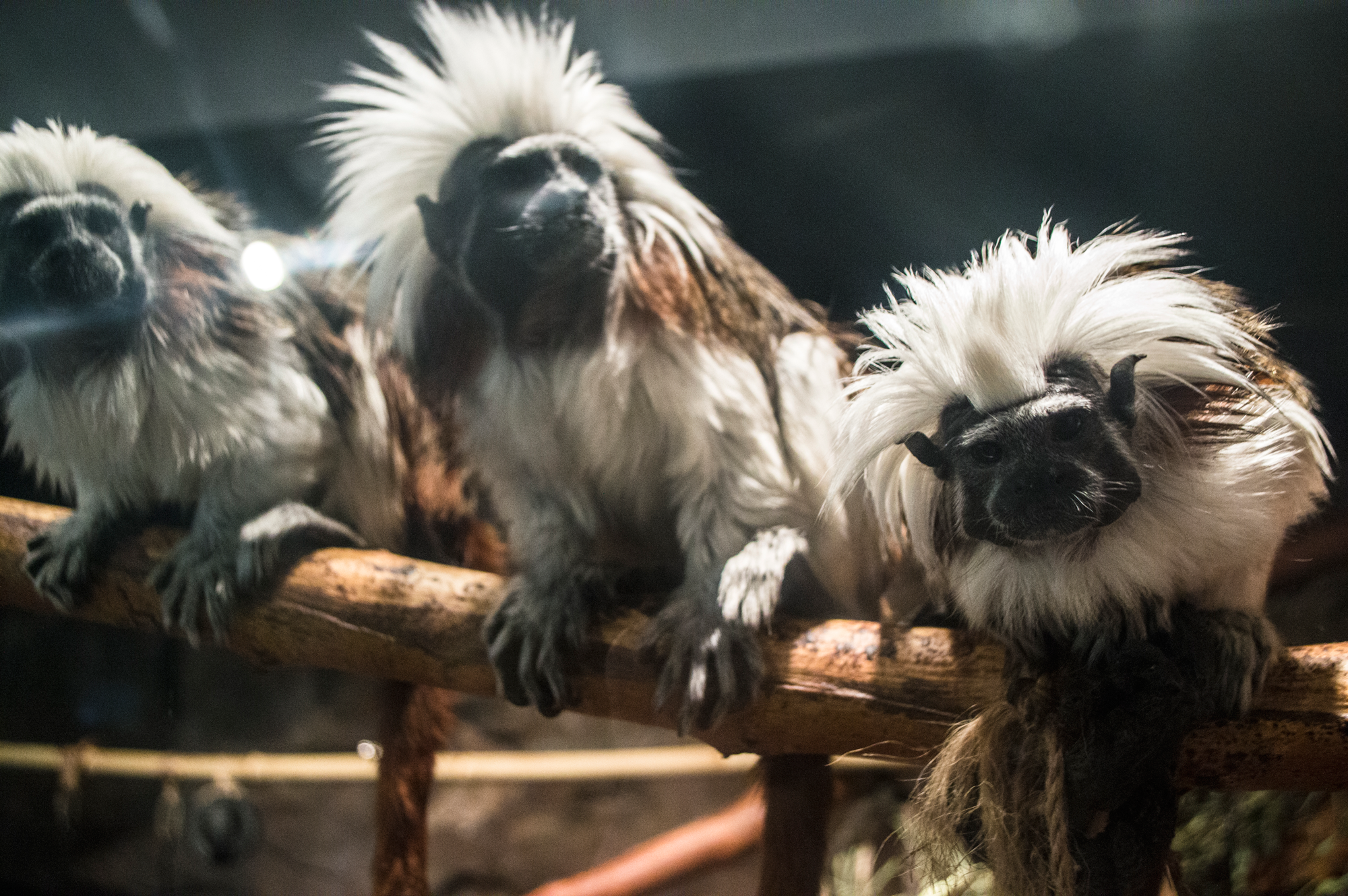 Monkey_1_sm.png
