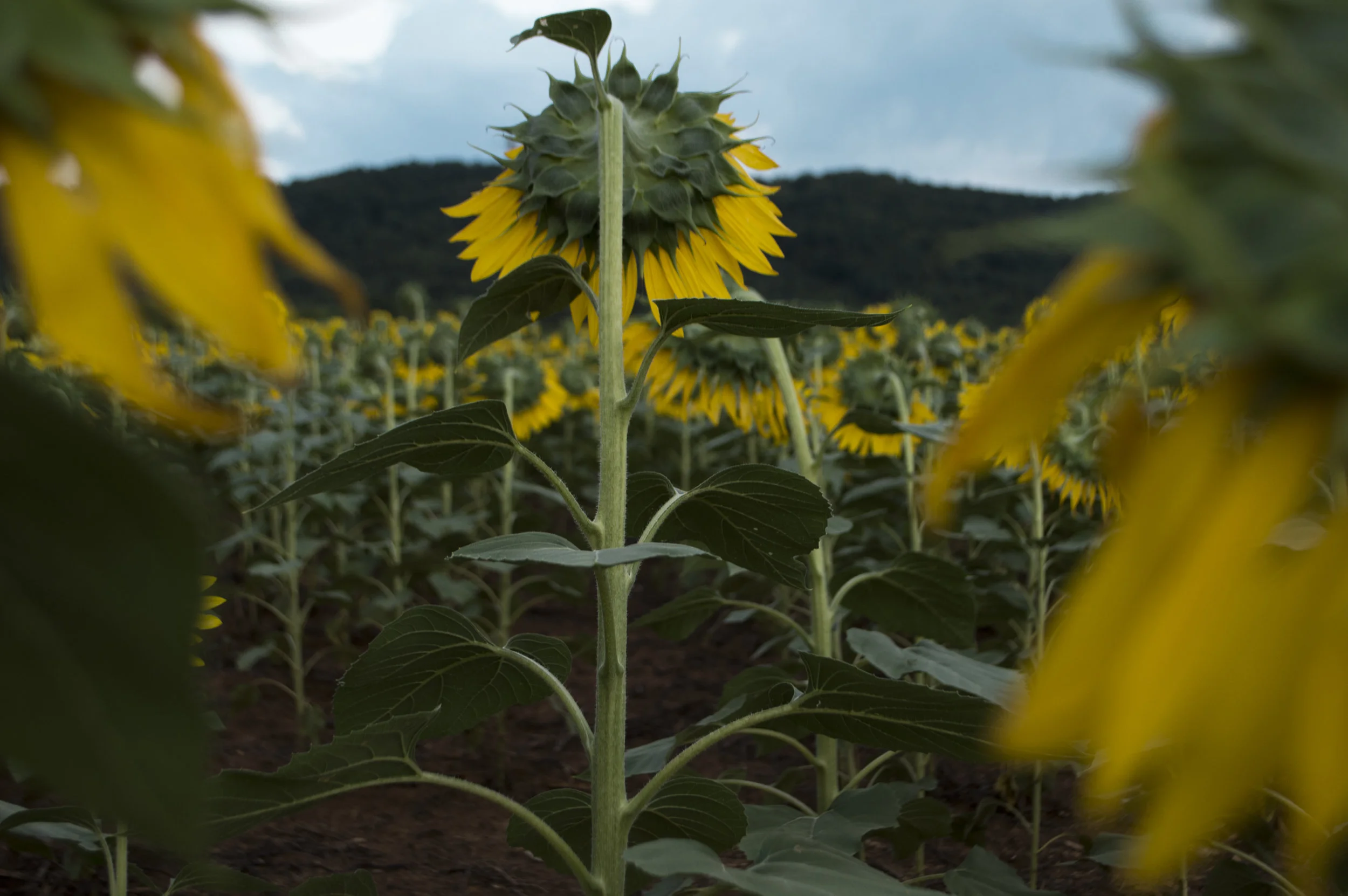 sunflowers_7.jpg