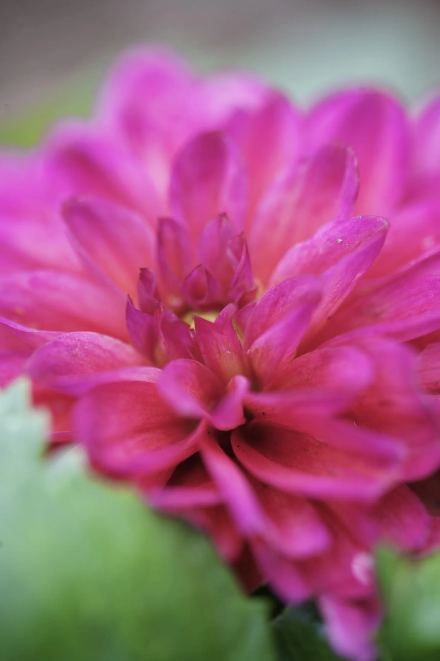 zinnia