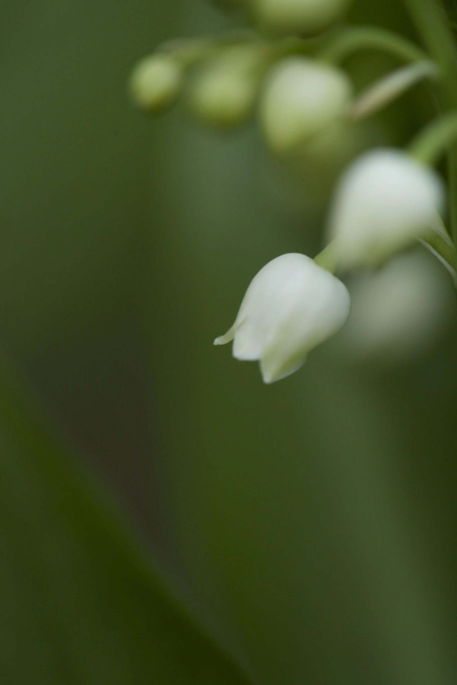 lily of the valley