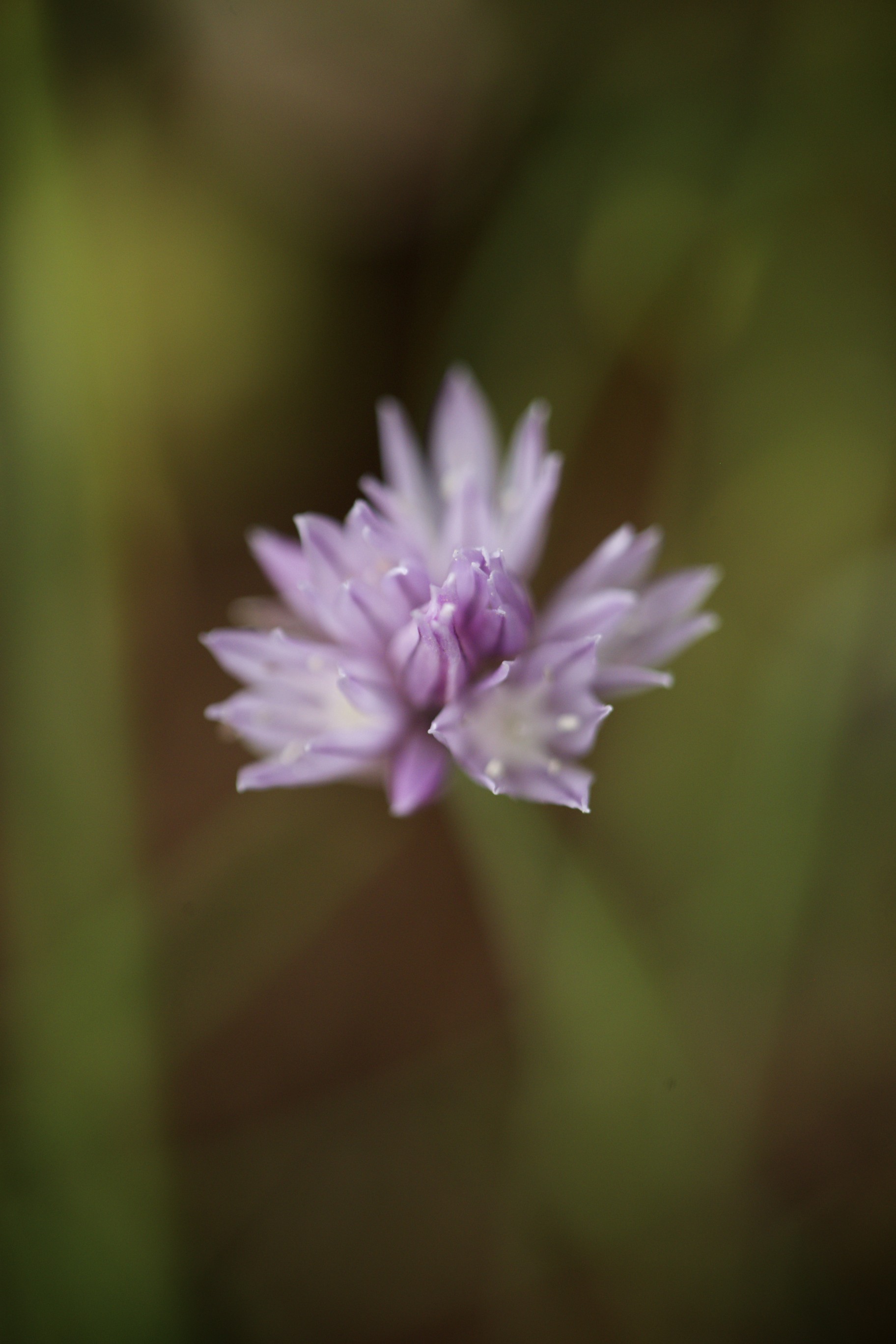 allium chive flower