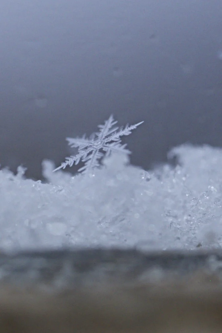 snow crystal /2015