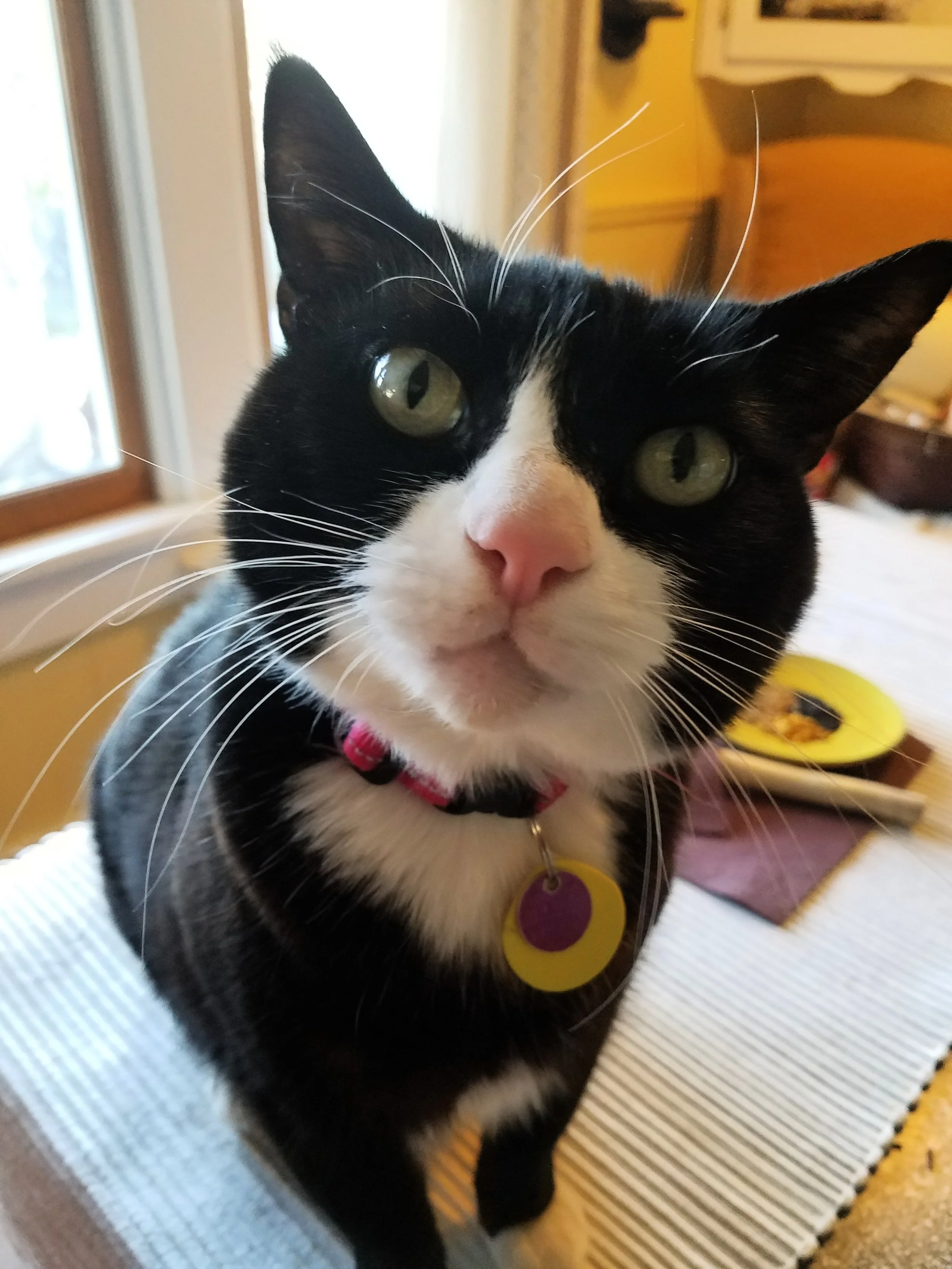 Good energy cat.jpg