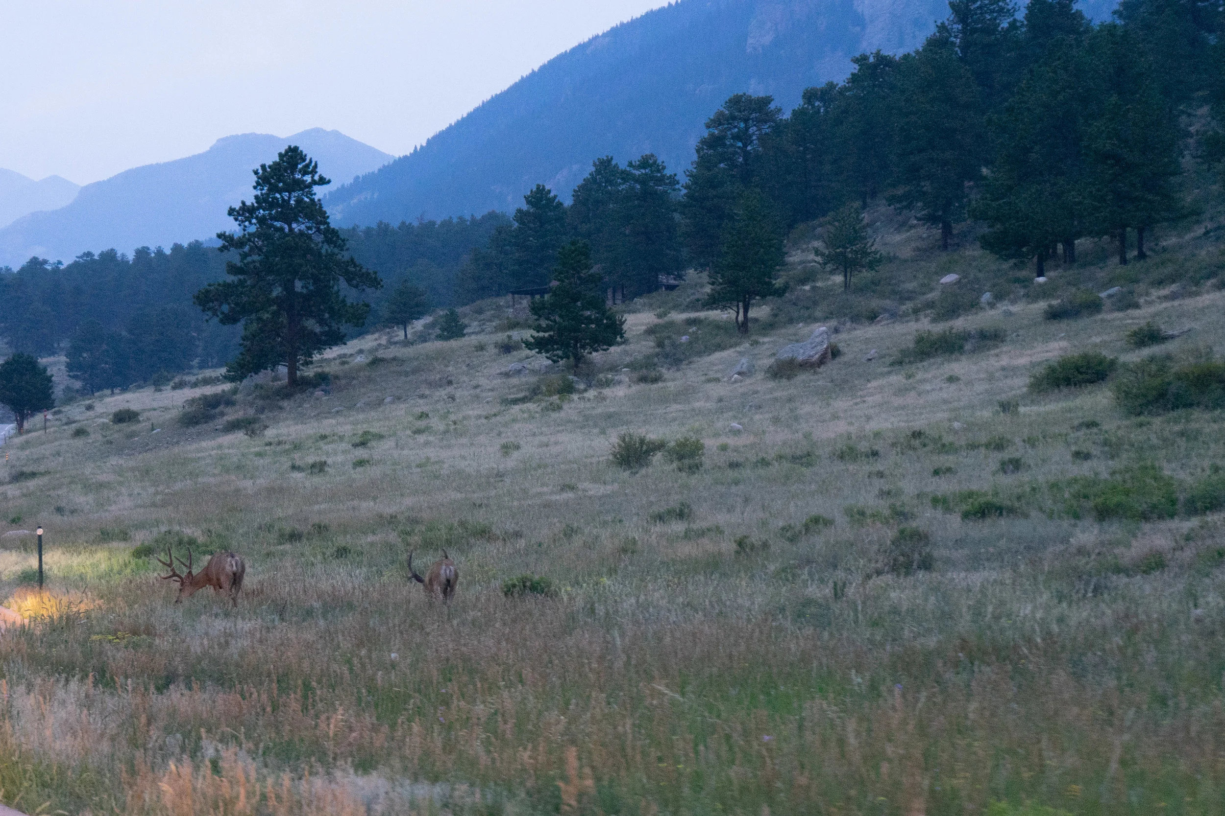 Elk at dusk. Rocky Mountain National Park 2018