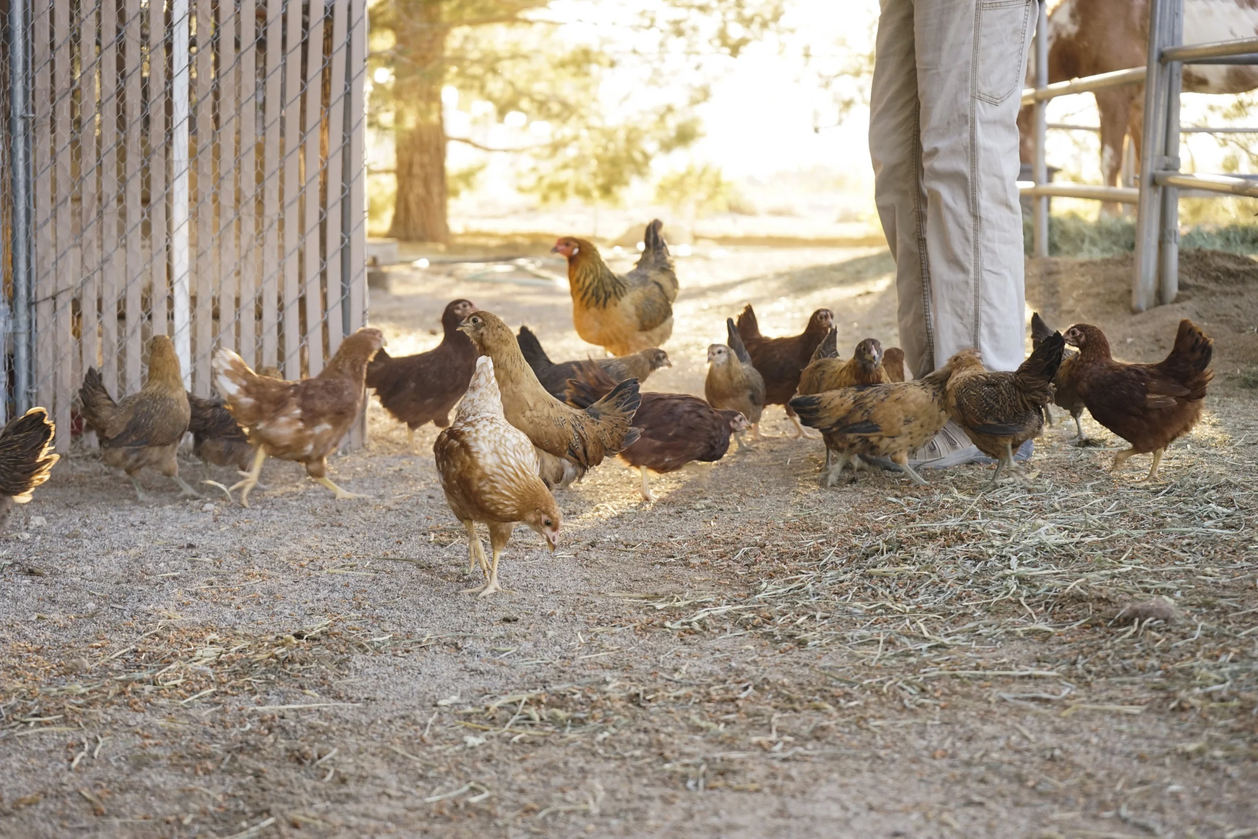 Hungry Chickens, Las Vegas, Nevada, 2019
