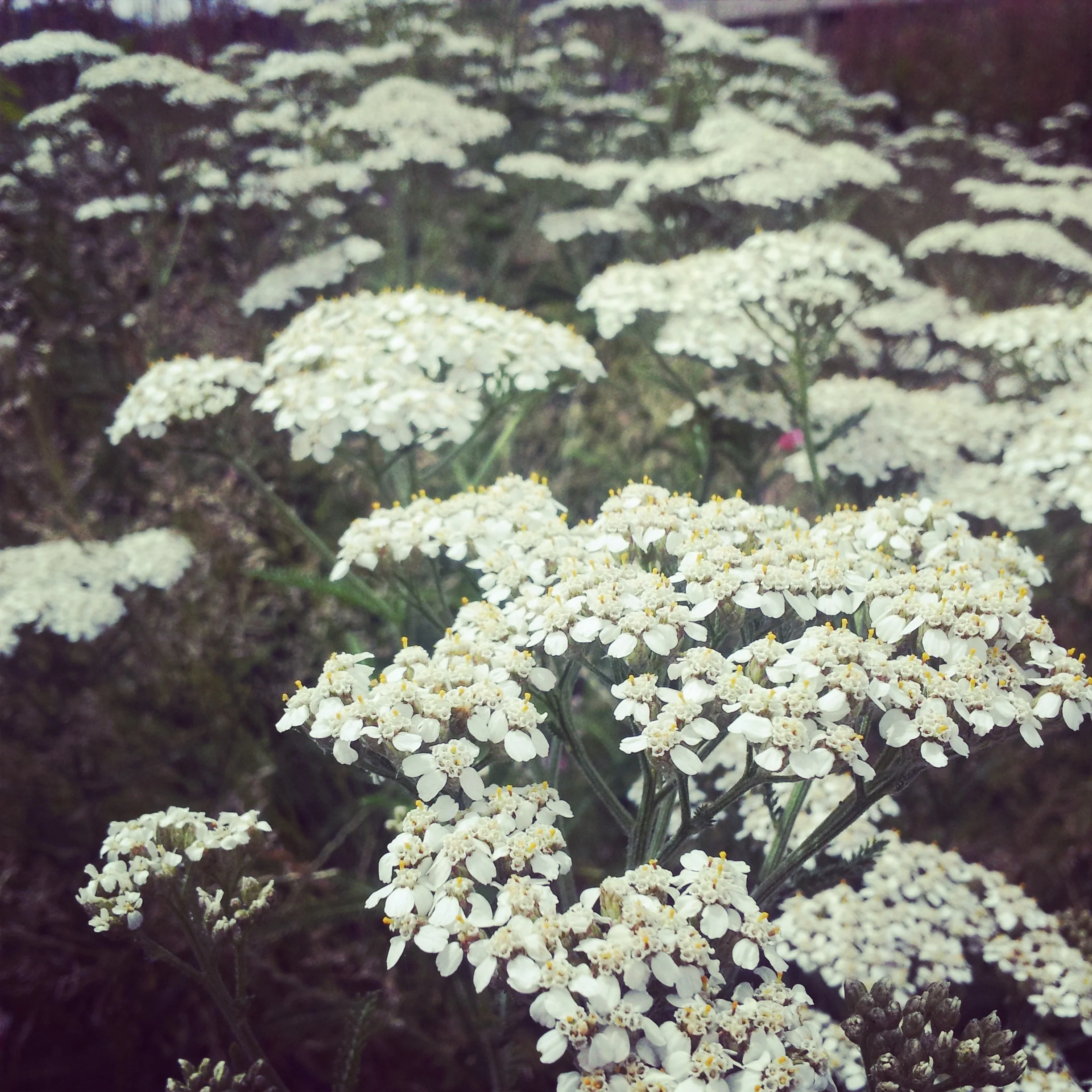 Lovely spicy yarrow.