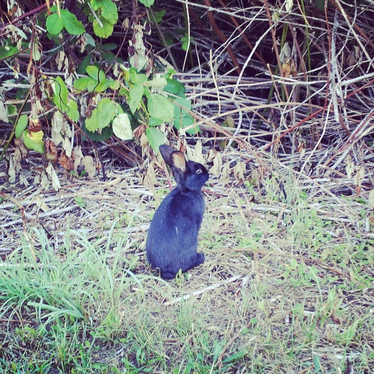 No trail going is complete without spotting the local Br'er Rabbit family. Three generations of black rabbits that live in and around a crossroads, right next to a graveyard. Magical indeed.