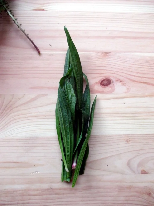 Plantain.