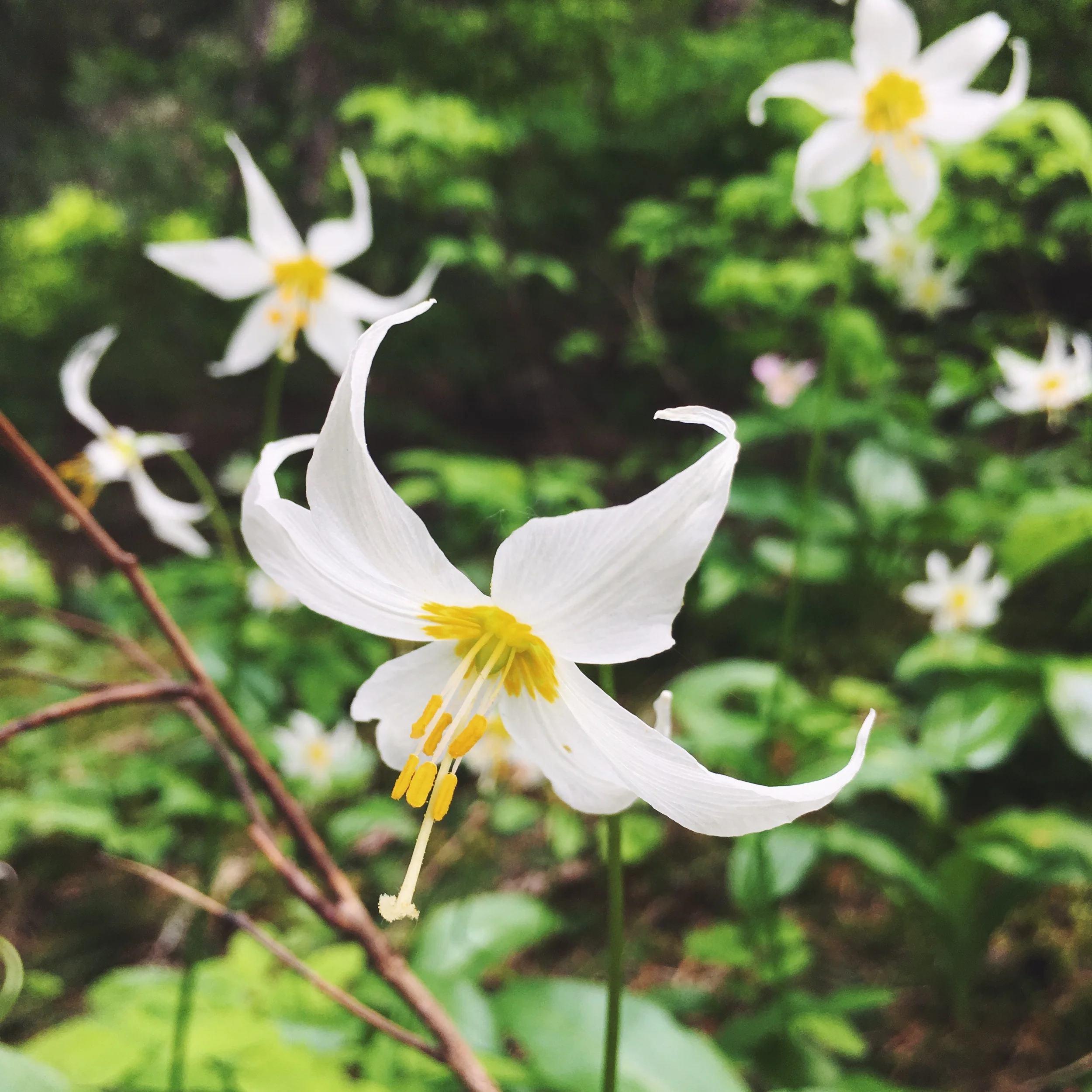 avalanche lily, mount saint helens