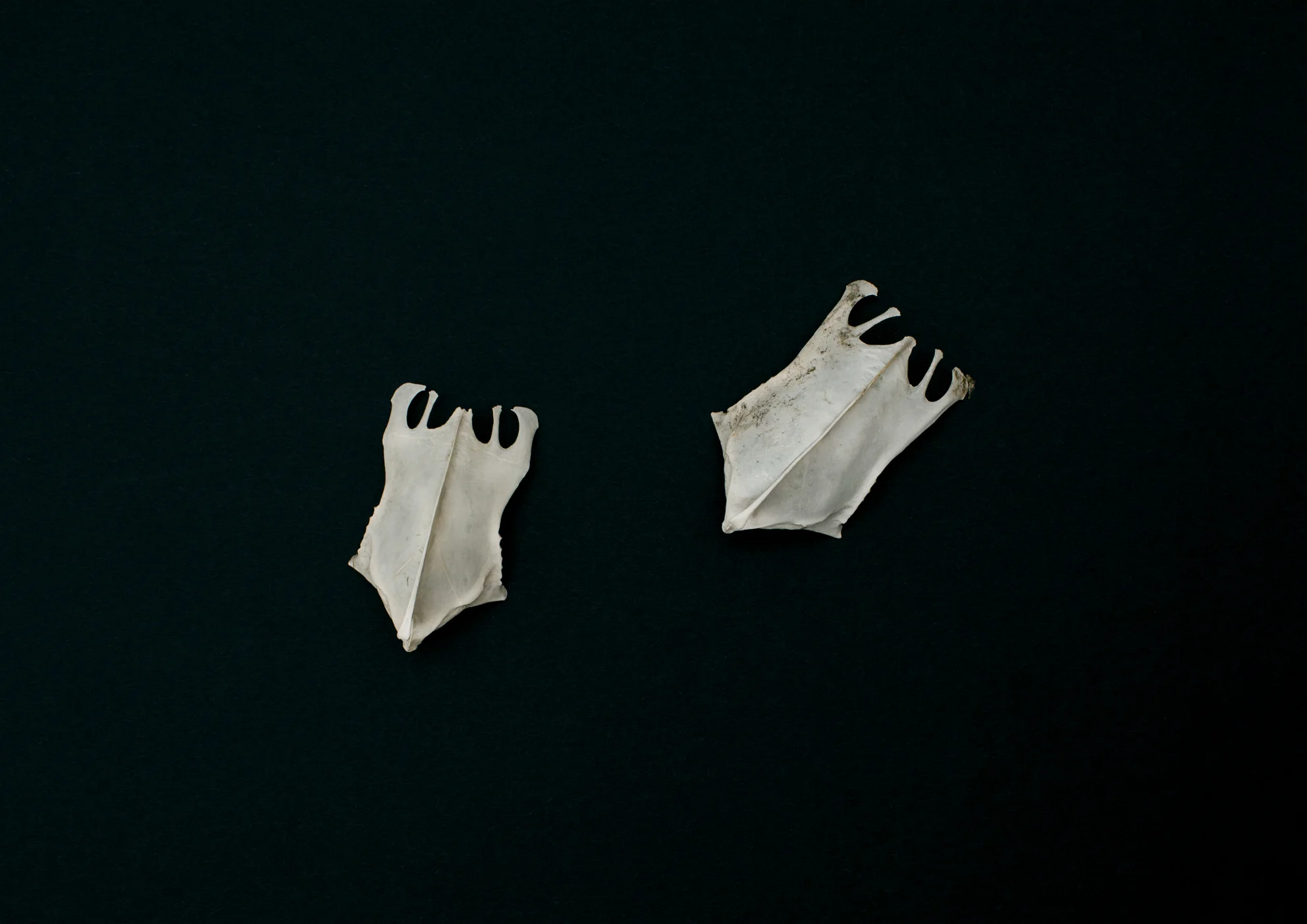 Bird Bones_Breast Plate.jpg