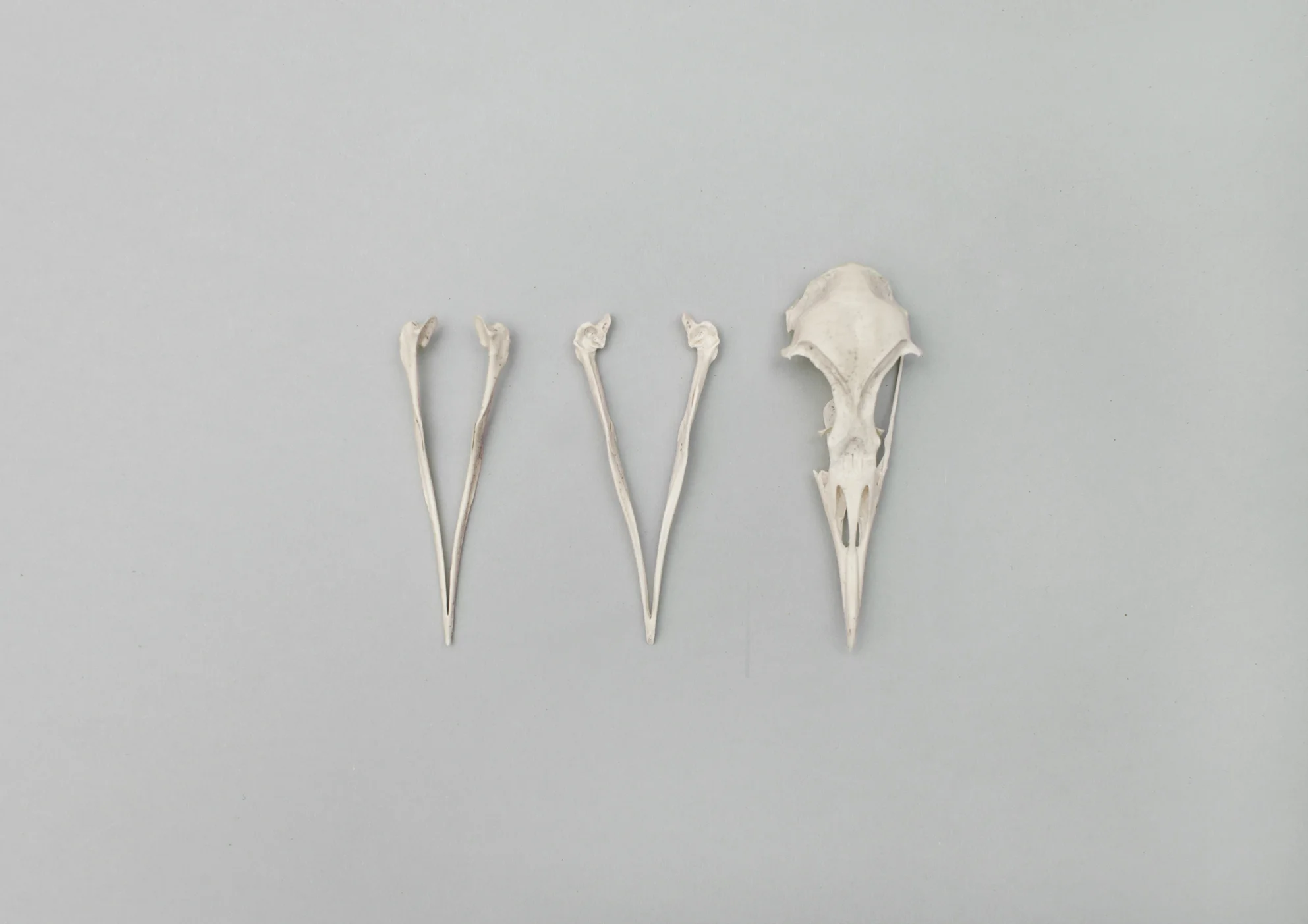 Bird Bones_Skulls.jpg
