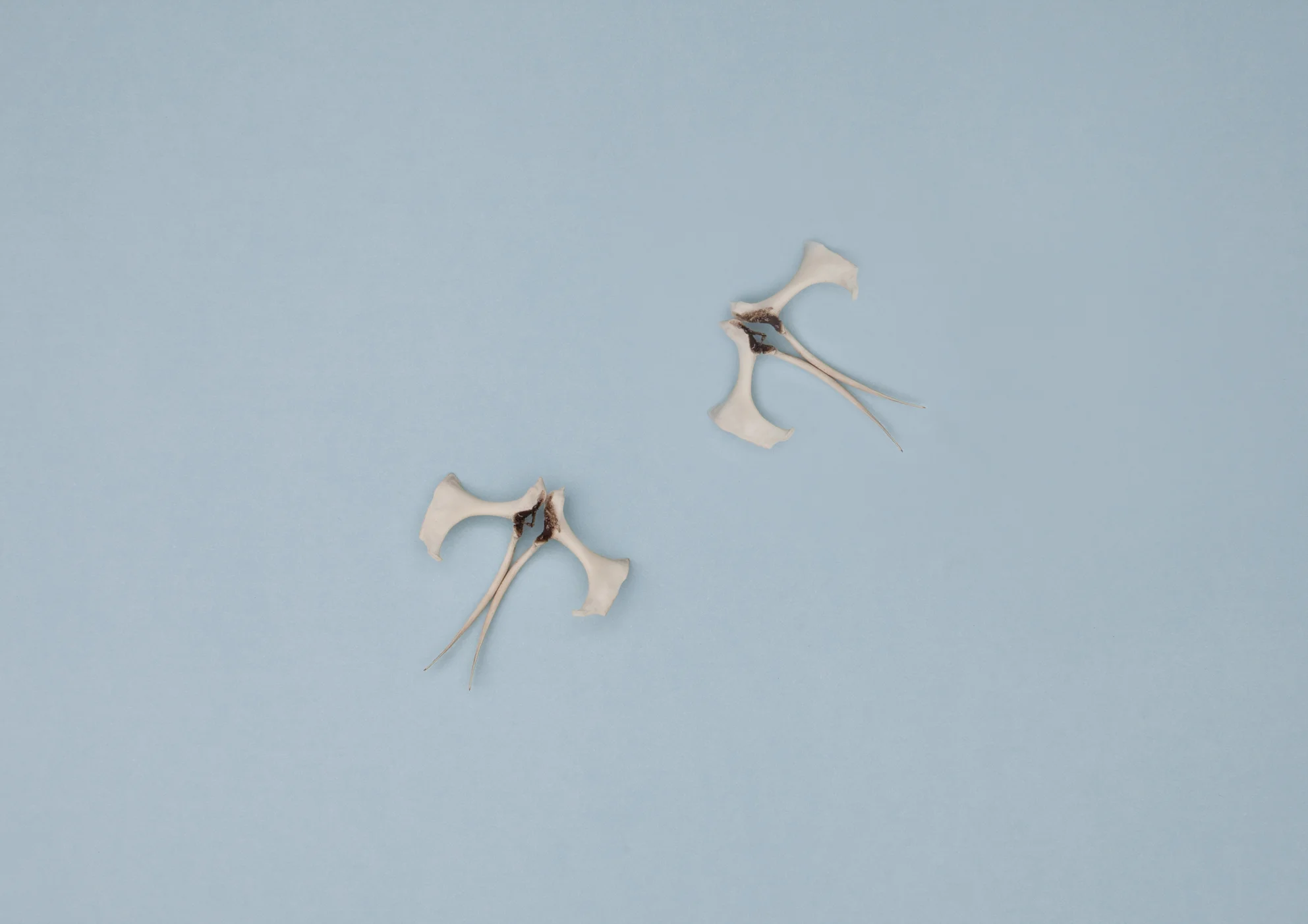 Bird Bones_hip.jpg