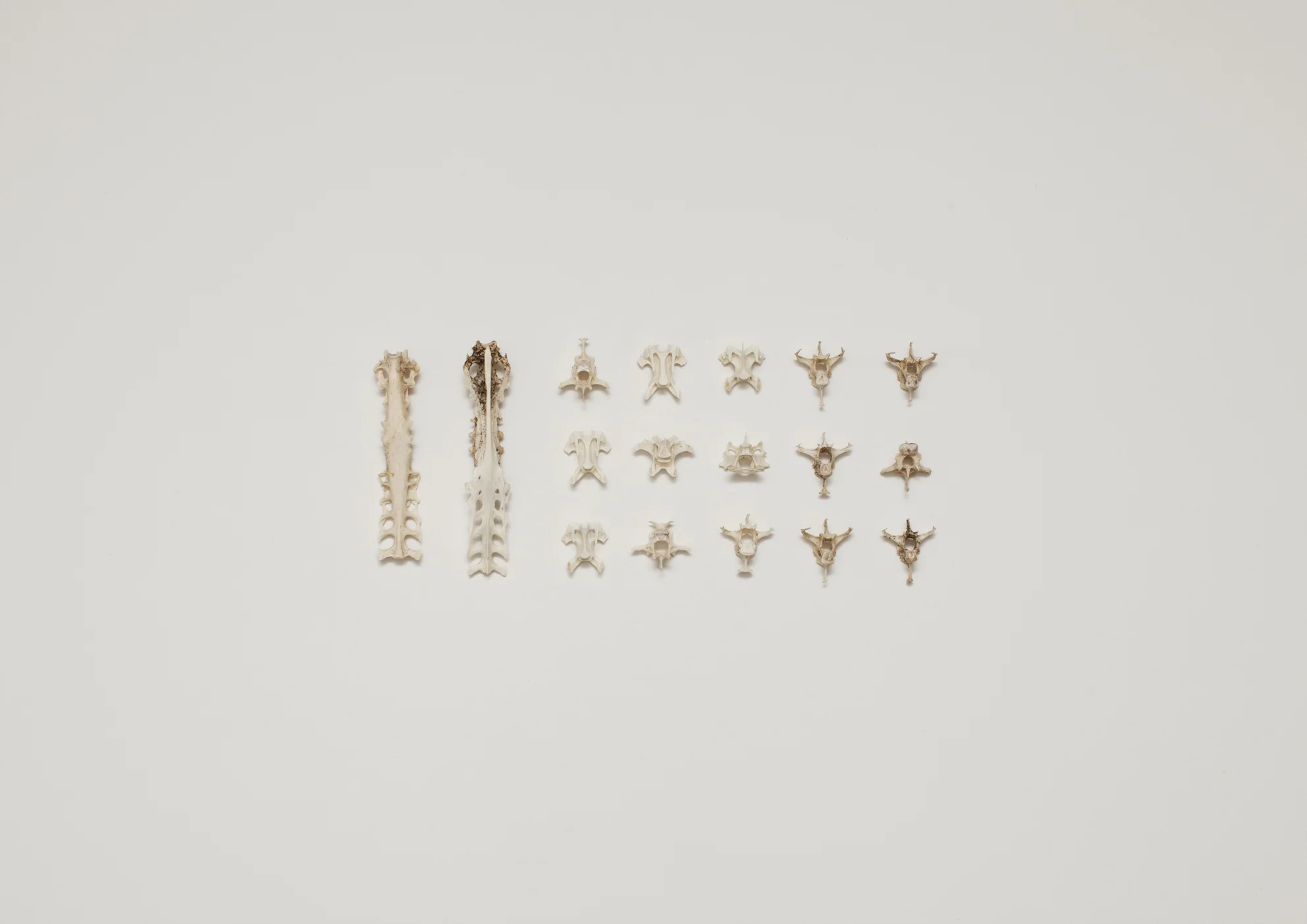 Bird Bones_Vertebrae.jpg