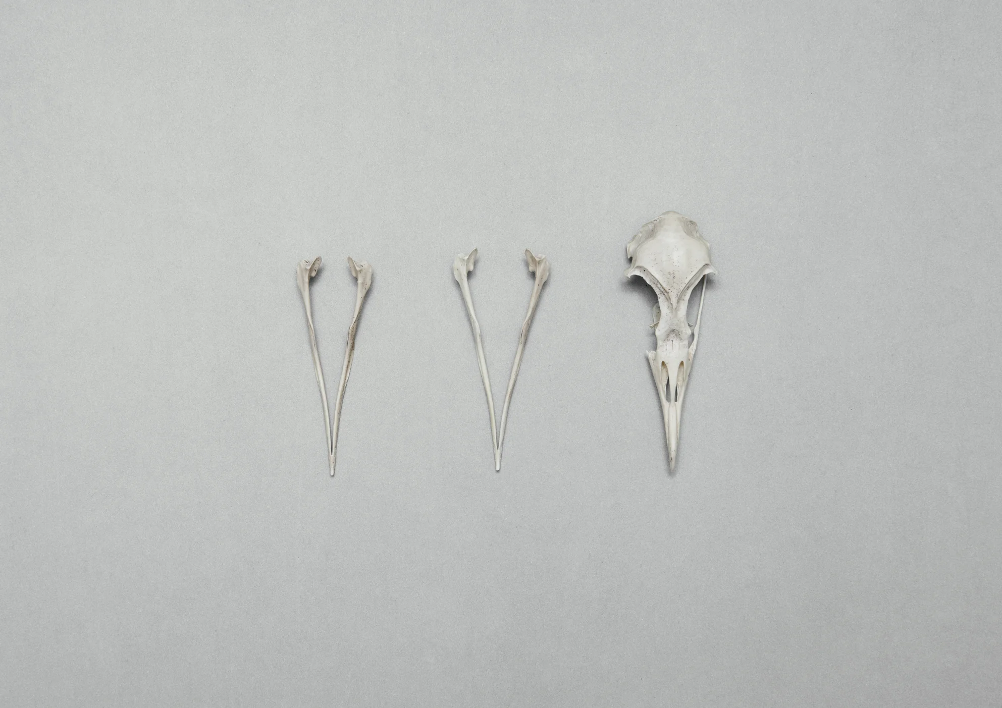 Bird Bones_SkullsII.jpg
