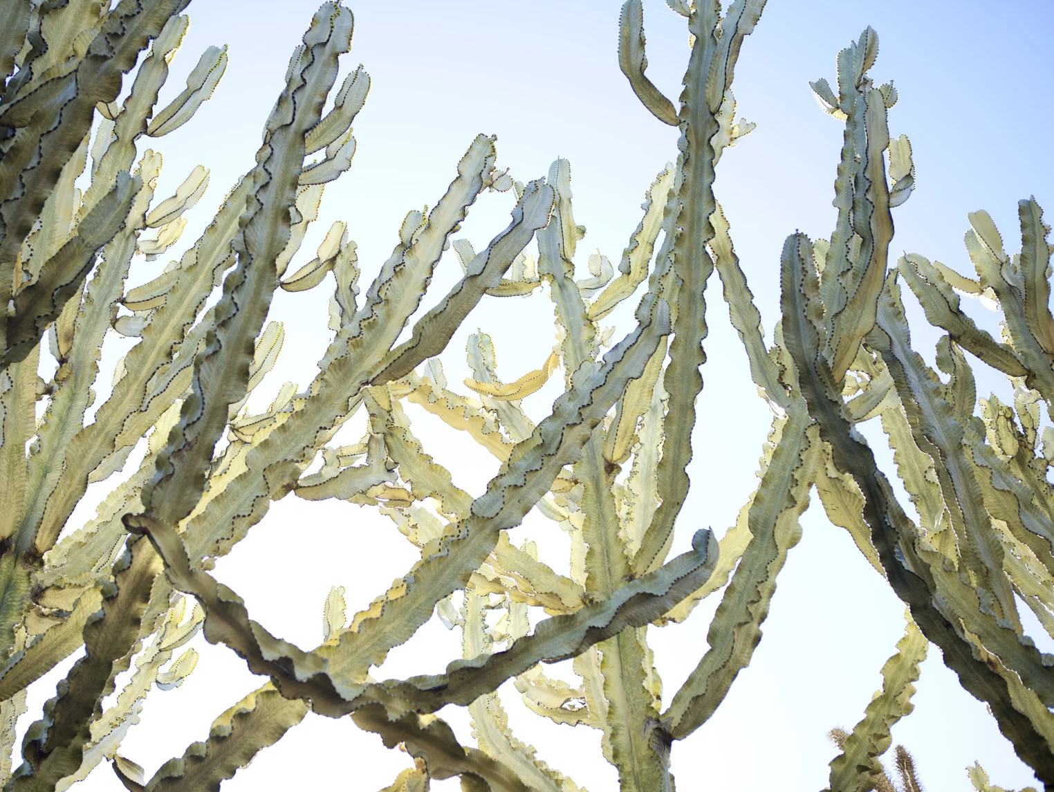 Cactii.jpg