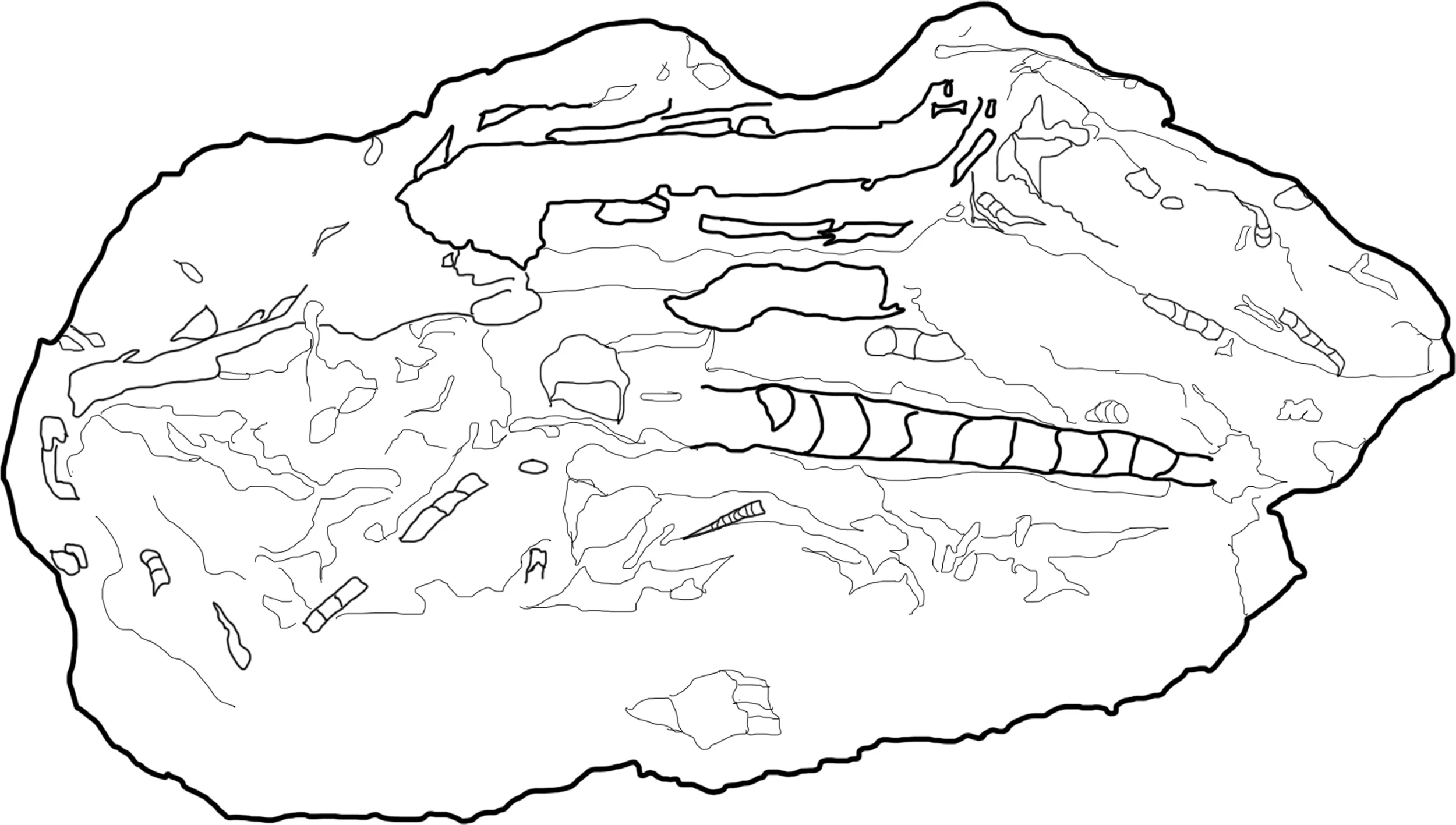 Orthoceras Specimen