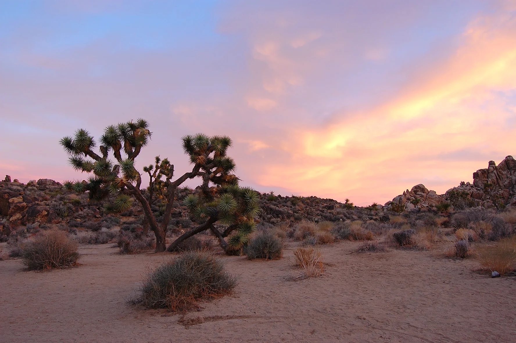 Joshua Tree, CA, 2011