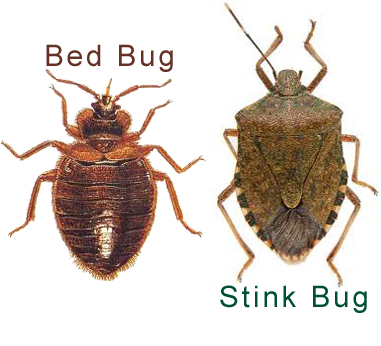 stink bug and bed bug copy.jpg